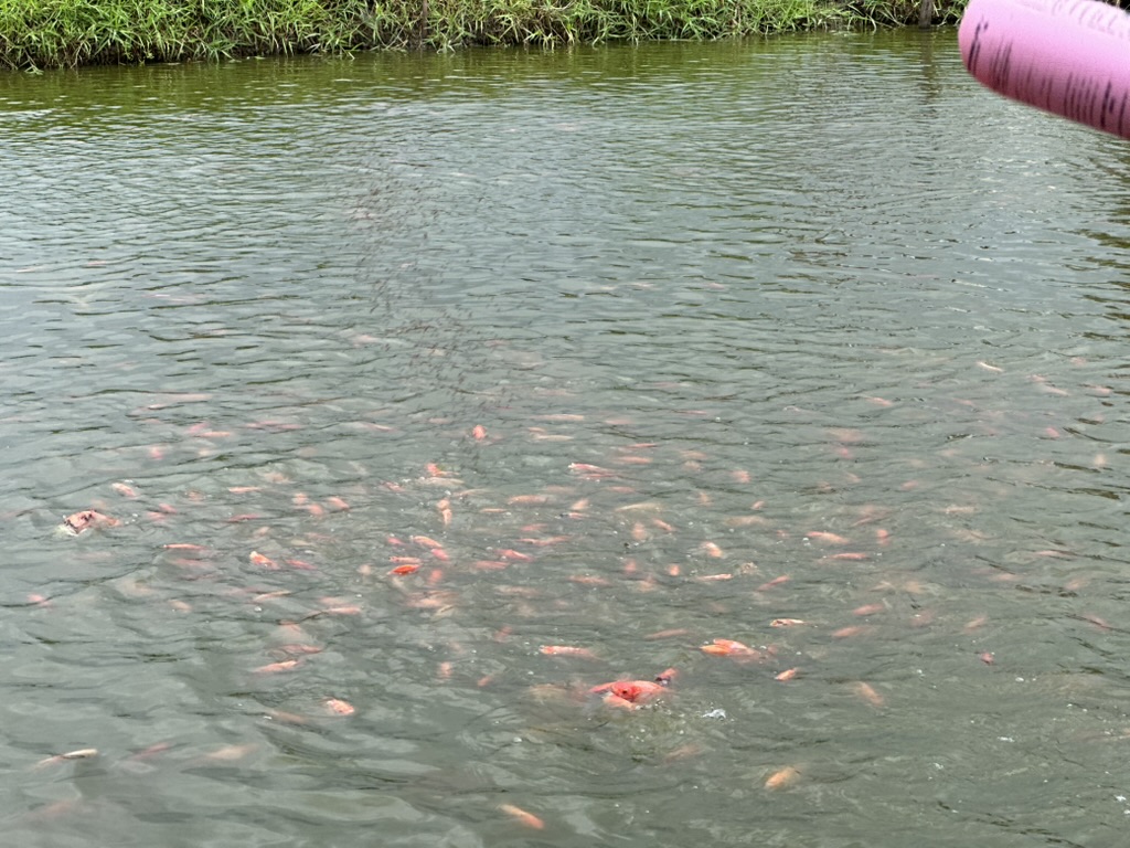 Unlocking the Potential of Saline Tilapia
